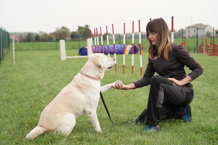 educazione base cani