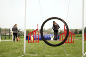 agility dog fidenza