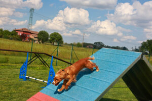 agility dog non agonistico