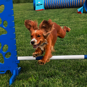agility dog fidenza