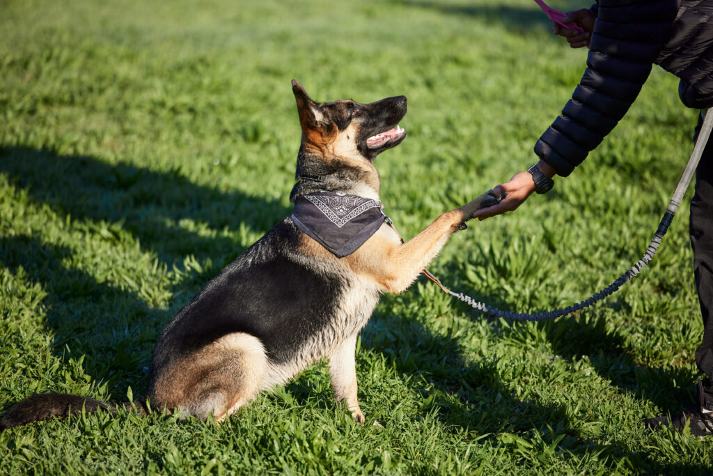 addestramento dei cani